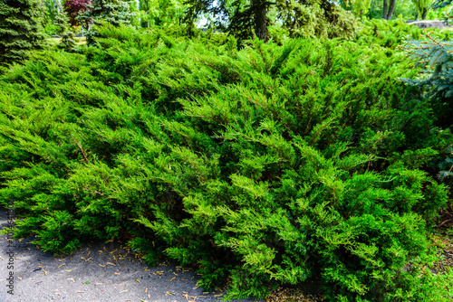 Evergreen juniper bushes growing in the park