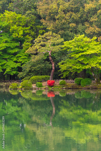 Red azalea in Kenrokuen garden in kanazawa, Japan