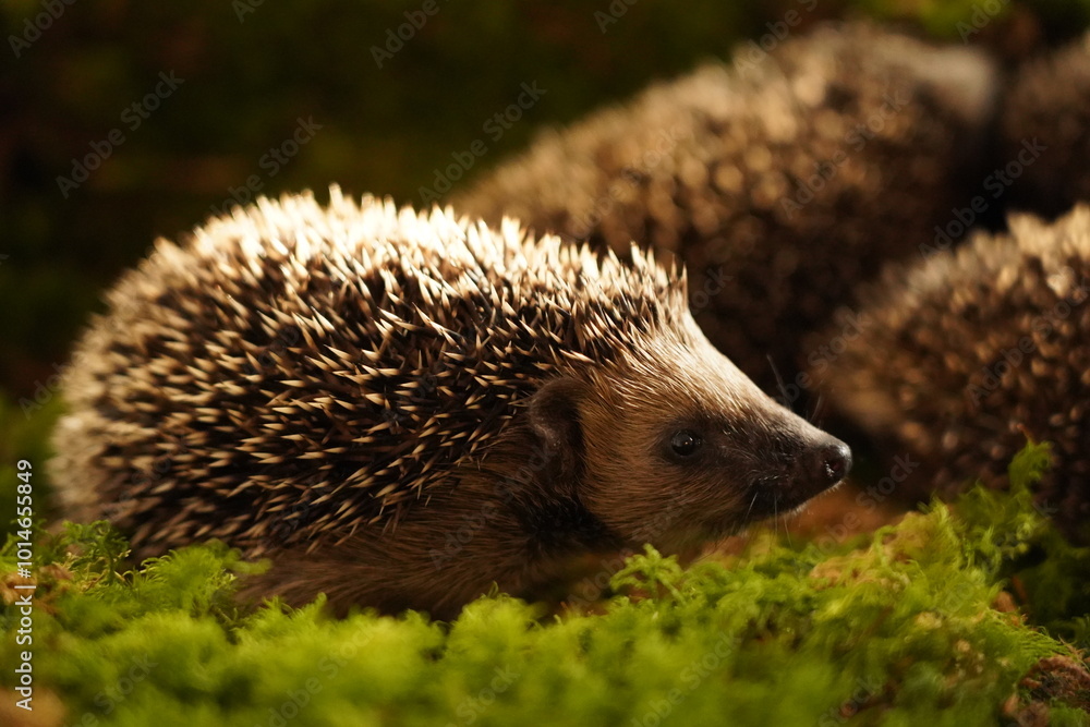 Obraz premium Tier des Jahres 2024 - Igel