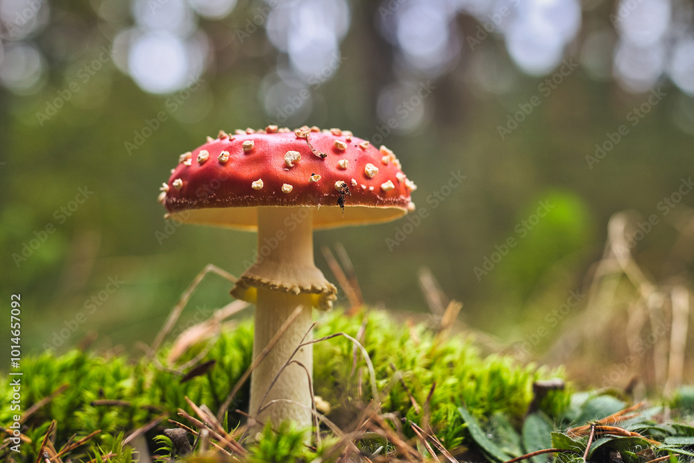 Beautiful - Red Fly Agaric Mushroom in Forests - Amanita Muscaria - Toadstool - Close-Up - Herbst Stimmung - Waldpilz - Glückspilz - Fliegenpilz - Colorkey - Background - High Quality Photo Beautiful - Red Fly Agaric Mushroom in Forests - Amanita Muscaria - Toadstool - Close-Up - Herbst Stimmung - Waldpilz - Glückspilz - Fliegenpilz - Colorkey - Background - High Quality Photo