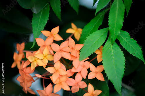 Ixora chinensis Lamk, Ixora spp or Zephyranthes or West Indian Jasmine and orange flower photo