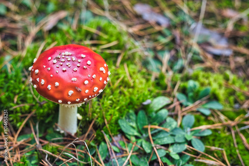 Beautiful - Red Fly Agaric Mushroom in Forests - Amanita Muscaria - Toadstool - Close-Up - Herbst Stimmung - Waldpilz - Glückspilz - Fliegenpilz - Colorkey - Background - High Quality Photo