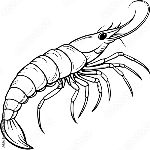 illustration of shrimp
