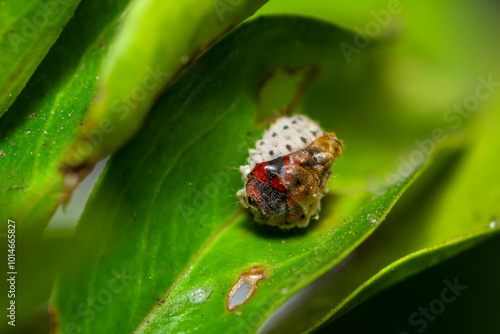 Selective focus on a Vedalia Beetle emerging from pupa, Novius Cardinalis, Rodolia Cardinalis photo