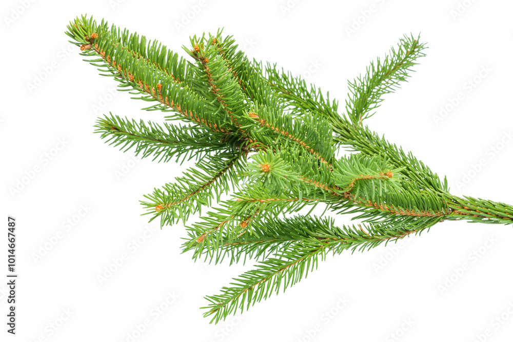 Small green spruce branch isolated on white background Small green spruce branch isolated on white background