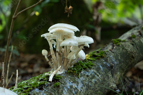 Beringter Schleimrübling photo