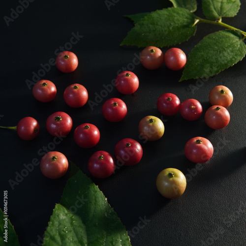 fruit of the muntingia calabura or ( Malayan Cherry, Calabura, Cherry Tree, Jamaican Cherry, West Indian Cherry Tree, Kerukup-Siam, Buah Ceri, Panama Berry, Kersen, Talok ) on black background photo