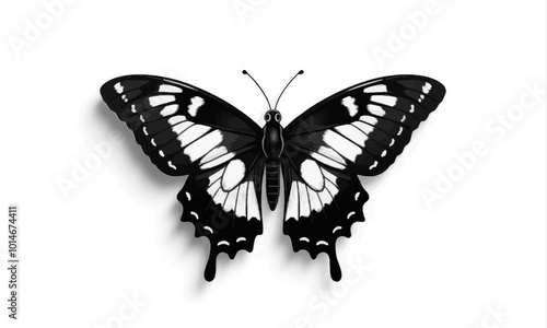 Black and White Butterfly 
