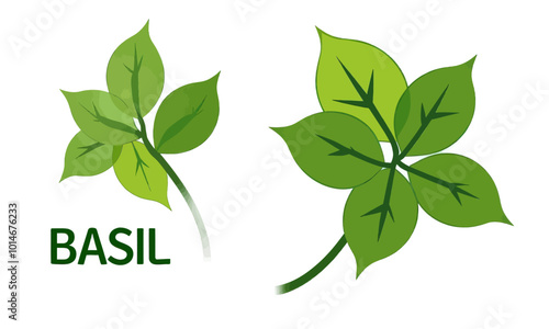 Green Basil Leaves Illustration 
