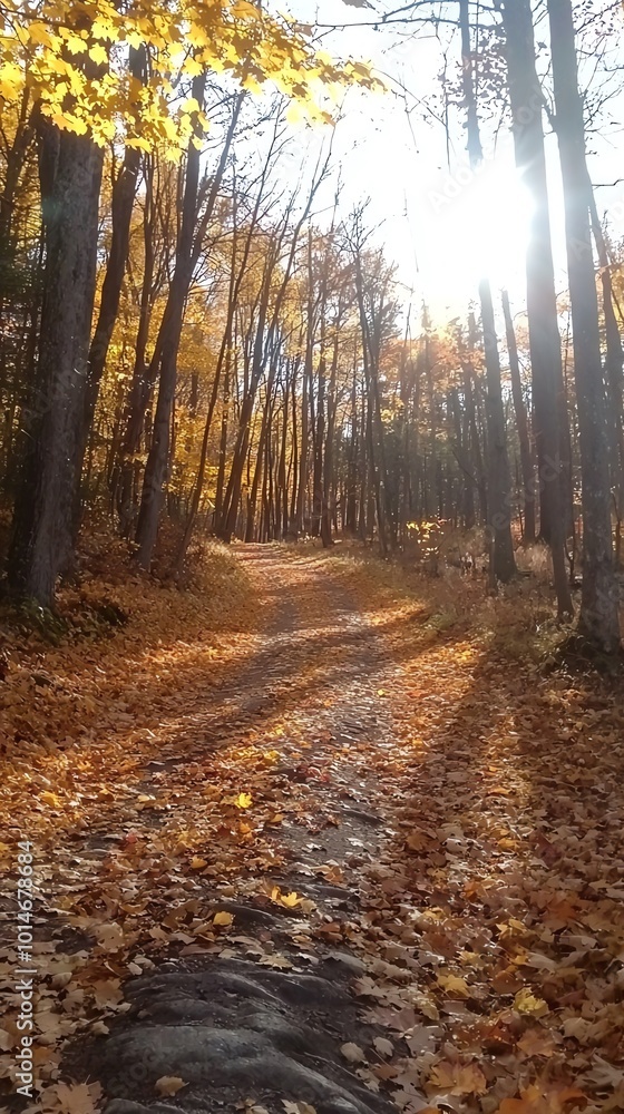 Fototapeta premium Sun-dappled path through autumn woods, golden leaves falling