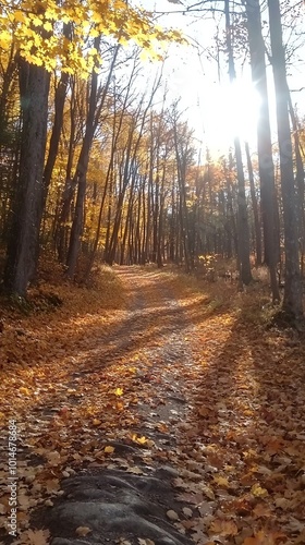 Sun-dappled path through autumn woods, golden leaves falling