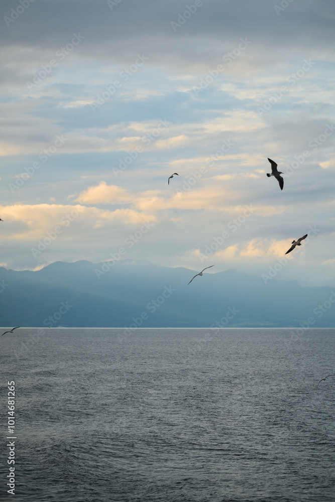 Fototapeta premium seagull flying above the sea