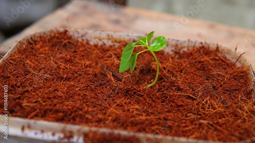 young plant shoots that grow on cocopeat media photo