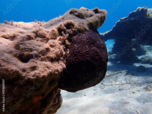 Black leather sponge (Sarcotragus spinosulus) undersea, Aegean Sea, Greece, Syros island, Azolimnos beach photo