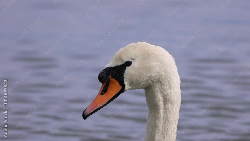 A Majestic Swan Gliding Gracefully on Serene Waters Beneath a Beautiful Clear Sky. Bodensee. Swiss A Majestic Swan Gliding Gracefully on Serene Waters Beneath a Beautiful Clear Sky. Bodensee. Swiss