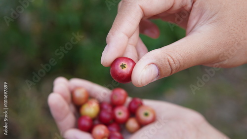 someone's hand holding fruit of the muntingia calabura or ( Malayan Cherry, Calabura, Cherry Tree, Jamaican Cherry, West Indian Cherry Tree, Kerukup-Siam, Buah Ceri, Panama Berry, Kersen, Talok )