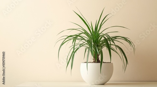 Green potted plant on a light-colored shelf in a bright room