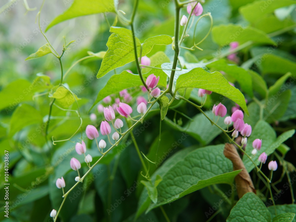 Obraz premium the antigonon leptopus plant or (Coral Vine, Bellísima, Corallita, Honolulu Creeper, Mexican Creeper, 珊瑚藤, air mata pengantin). nature theme background, pink and white flower