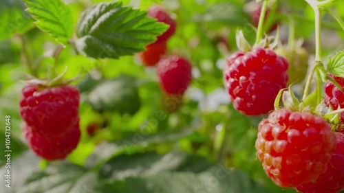 Panorama of a ripe juicy raspberries on the branch on the background of a blue sky. High quality 4k footage
