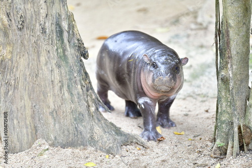 A female dwarf Pygmy hippo in Khao Kheow Open Zoo , Chonburi Thailand photo