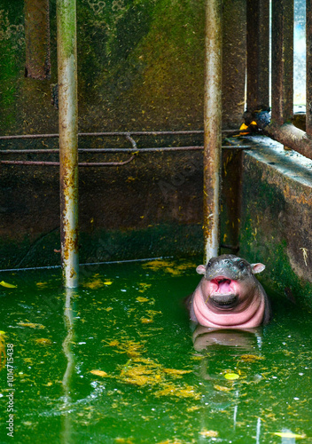 A female dwarf Pygmy hippo , Khao Kheow Open Zoo in Chonburi Thailand	