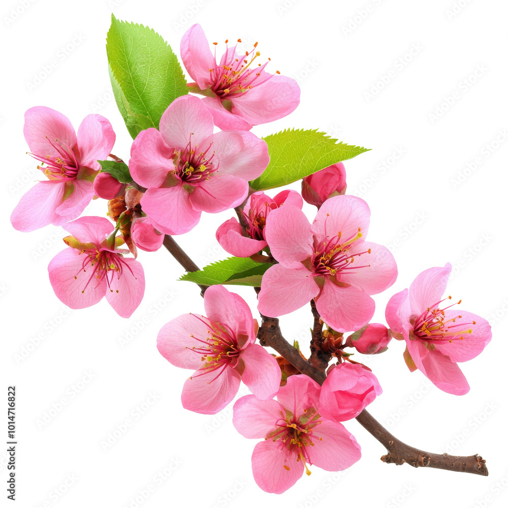 Beautiful Pink Cherry Blossom Branch with Fresh Green Leaves Beautiful Pink Cherry Blossom Branch with Fresh Green Leaves