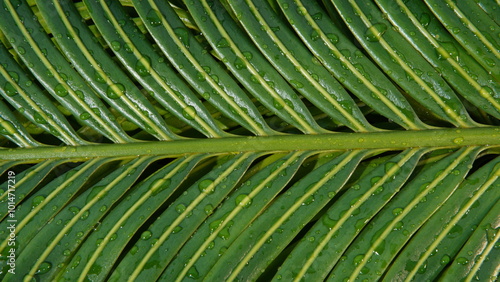 texture background of wet Cycas leaves. nature and plant theme background. Cycas or (King Sago, pakis haji) photo