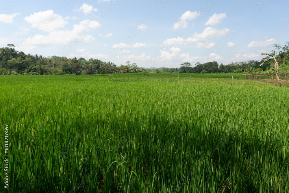 green rice trees in the rice fields green rice trees in the rice fields