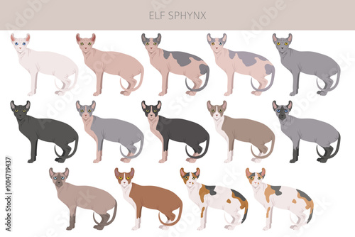 Elf Sphynx Cat clipart. All coat colors set.  All cat breeds characteristics infographic. Vector illustration