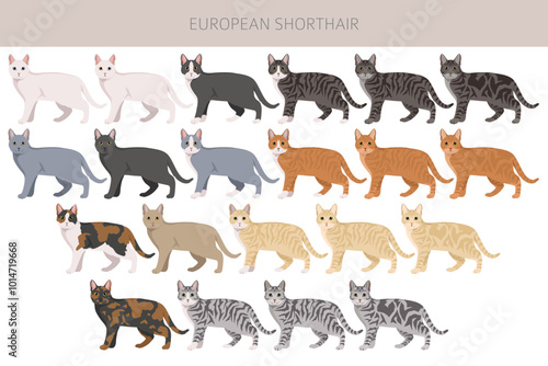 European Shorthair Cat clipart. All coat colors set.  All cat breeds characteristics infographic. Vector illustration