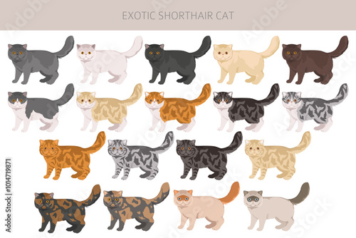 Exotic Shorthair Cat clipart. All coat colors set.  All cat breeds characteristics infographic. Vector illustration