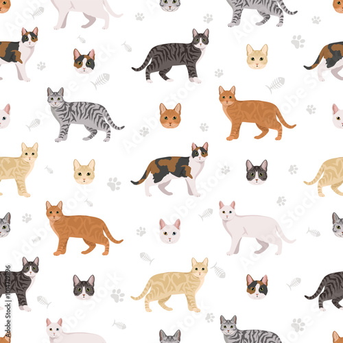 European Shorthair Cat seamless pattern. All coat colors set.  All cat breeds characteristics infographic. Vector illustration