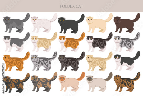 Foldex cat, Exotic Shorthair Cat clipart. All coat colors set.  All cat breeds characteristics infographic. Vector illustration