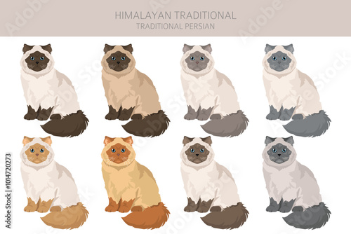 Himalayan Persian Cat clipart. Traditional type. All coat colors set.  All cat breeds characteristics infographic. Vector illustration