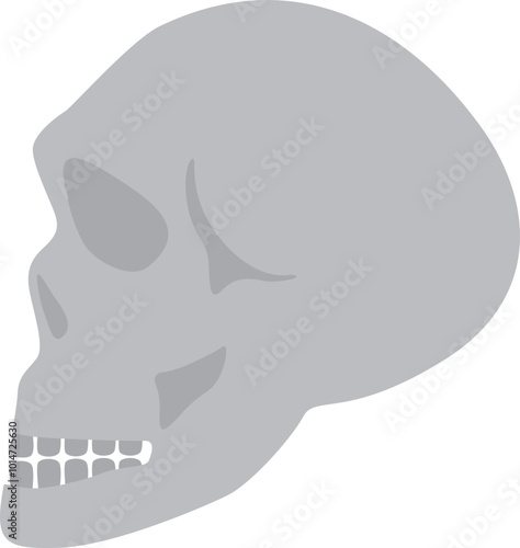 Skull illustration
