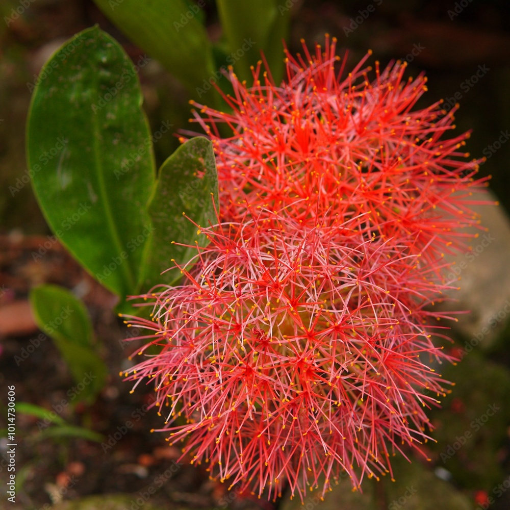 red flowers of the scadoxus multiflorus plant or (Blood Lily, Powderpuff Lily, Fireball Lily, Catherine Wheel, 网球花, Bunga Desember). blooming Blood Lily flower. beautiful red flowers, nature and plant red flowers of the scadoxus multiflorus plant or (Blood Lily, Powderpuff Lily, Fireball Lily, Catherine Wheel, 网球花, Bunga Desember). blooming Blood Lily flower. beautiful red flowers, nature and plant