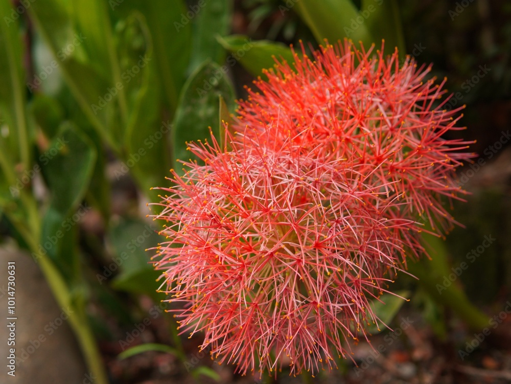 red flowers of the scadoxus multiflorus plant or (Blood Lily, Powderpuff Lily, Fireball Lily, Catherine Wheel, 网球花, Bunga Desember). blooming Blood Lily flower. flower background, nature background red flowers of the scadoxus multiflorus plant or (Blood Lily, Powderpuff Lily, Fireball Lily, Catherine Wheel, 网球花, Bunga Desember). blooming Blood Lily flower. flower background, nature background
