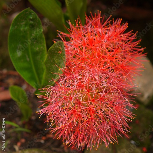 red flowers of the scadoxus multiflorus plant or (Blood Lily, Powderpuff Lily, Fireball Lily, Catherine Wheel, 网球花, Bunga Desember). blooming Blood Lily flower. beautiful red flowers, nature and plant photo