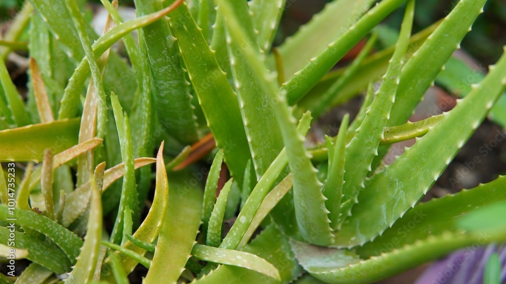 aloe vera plant. Aloe vera ( Barbados, Curaçao aloe, Mediterranean aloe, Ghritakumari, Lu Hui, Luhui, lidah buaya, Medicinal Aloe, Burn Plant, 芦荟 ). plant background. nature background. aloe vera plant. Aloe vera ( Barbados, Curaçao aloe, Mediterranean aloe, Ghritakumari, Lu Hui, Luhui, lidah buaya, Medicinal Aloe, Burn Plant, 芦荟 ). plant background. nature background.