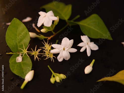 white flower on black background. Jasminum sambac (Arabian jasmine, melati, melati putih). jasmine plant. Jasmine flower. jasmine flowers on a black background