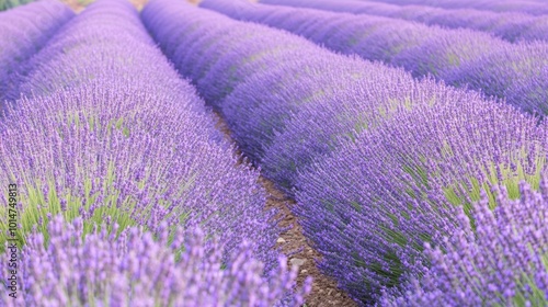 Lavender Fields in Full Bloom Under Clear Sky
