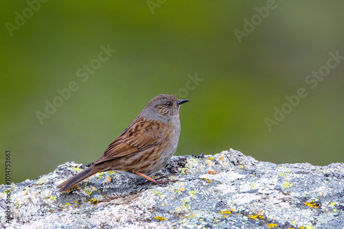 Dunnock, prunella modularis perched on a rock. photo