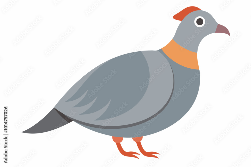 Gray pheasant bird vector illustration on a white background Gray pheasant bird vector illustration on a white background