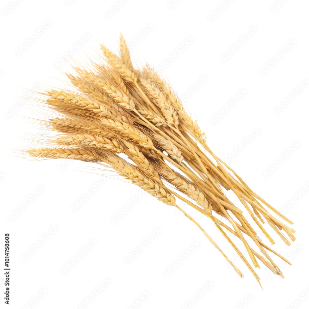 Dried Wheat Stalks Bundled Together for Decorative Purposes Dried Wheat Stalks Bundled Together for Decorative Purposes