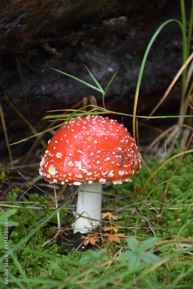Großer Fliegenpilz mit weißen Punkten Großer Fliegenpilz mit weißen Punkten