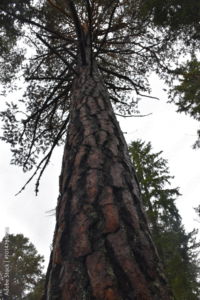 Fototapeta premium Hohe Tanne mit markanter Rinde