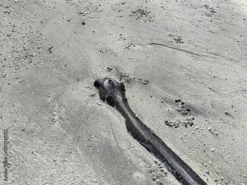 Sea sand covers wood on the beach