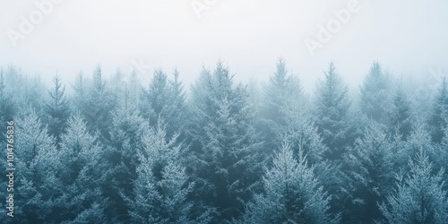 A serene winter forest scene featuring frosted evergreen trees shrouded in mist, evoking calmness and tranquility.