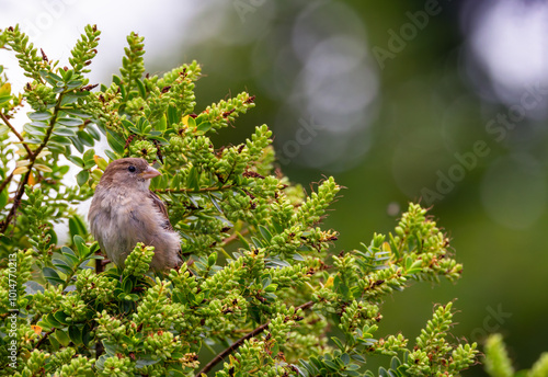 Photography Female House Sparrow Passer domesticus perched on stem of Hebe bush