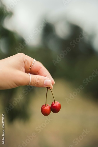 Close-up of woman holding cherries looking soo fresh charry inthe woman hand photo